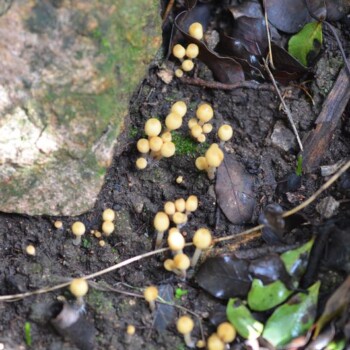 Exploraciones, junio 2024 Bosque esclerófilo Rao Caya