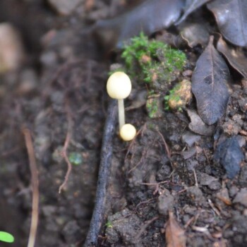 Exploraciones junio 2024 bosque
esclerofilo, proceso obra ~desde la raíz~ Yto Aranda 2024 Exploraciones junio 2024 bosque esclerofilo, proceso obra ~desde la raíz~ Yto Aranda 2024