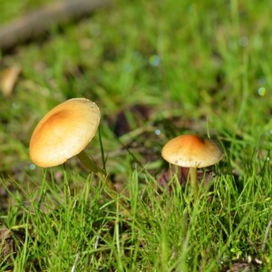 Exploraciones de Invierno en Rao Caya Bosque Esclerófilo chileno