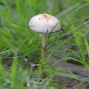 Exploraciones primavera bosque esclerófilo Rao Caya por Yto Aranda Exploraciones primavera bosque esclerófilo Rao Caya por Yto Aranda